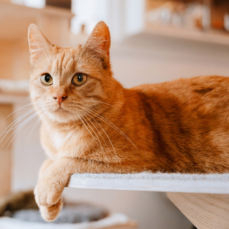 Ginger tabby resting its paw