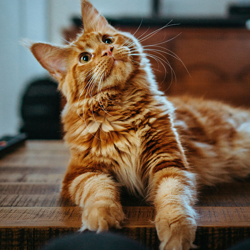 Orange Maine Coon cat close-up
