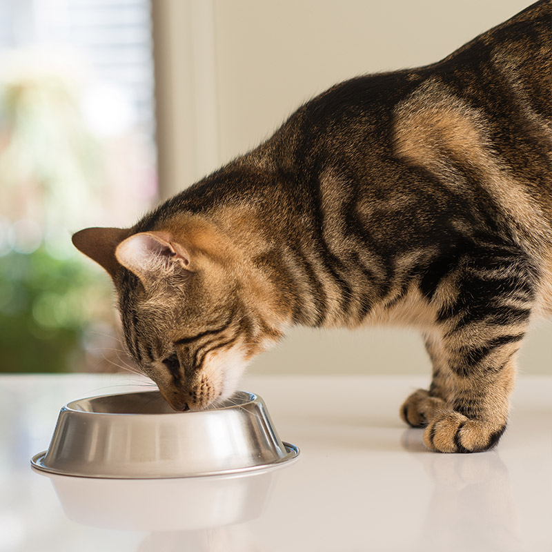 Striped cat enjoys dinner.