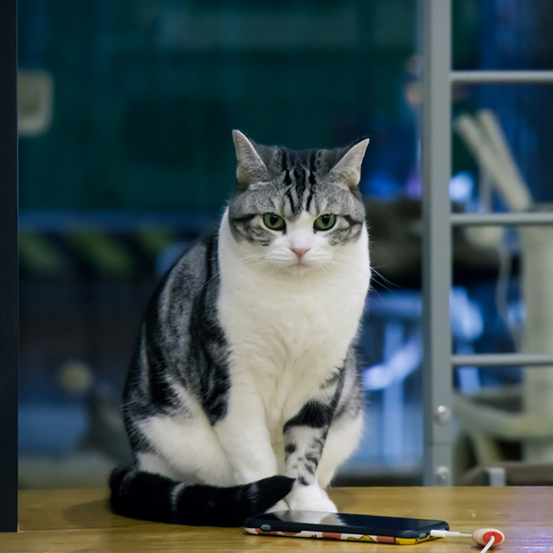 Striped cat sits by phone.