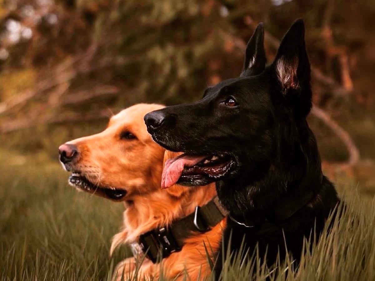 dog walking in a forest