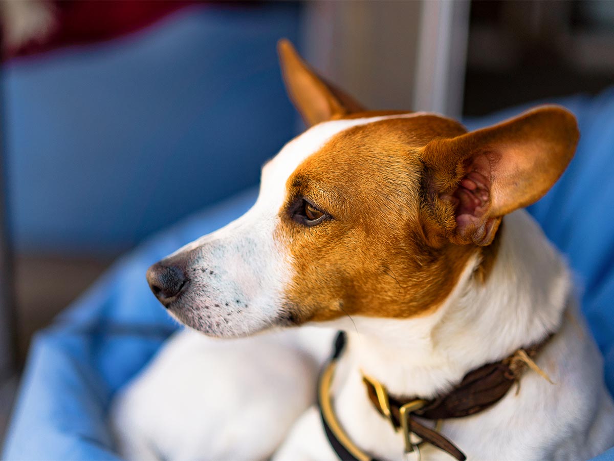 Woman and dog relax together.
