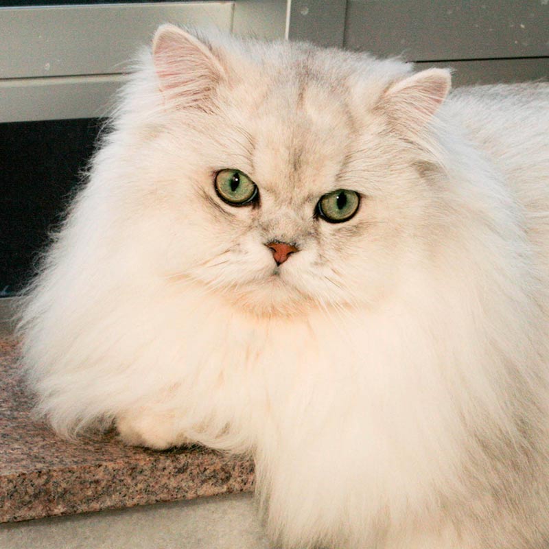 Fluffy dog smiles in springtime