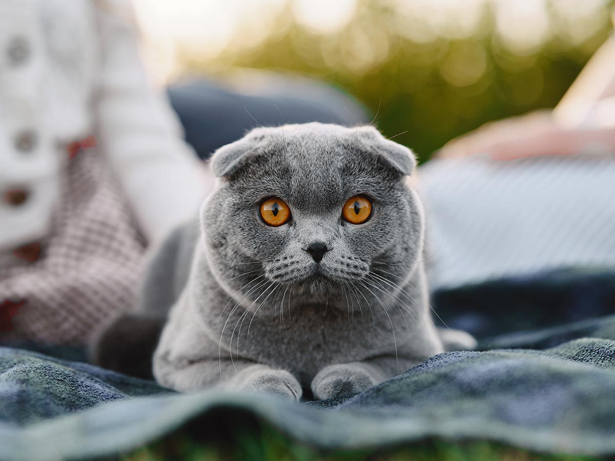 veterinarian holding kitten
