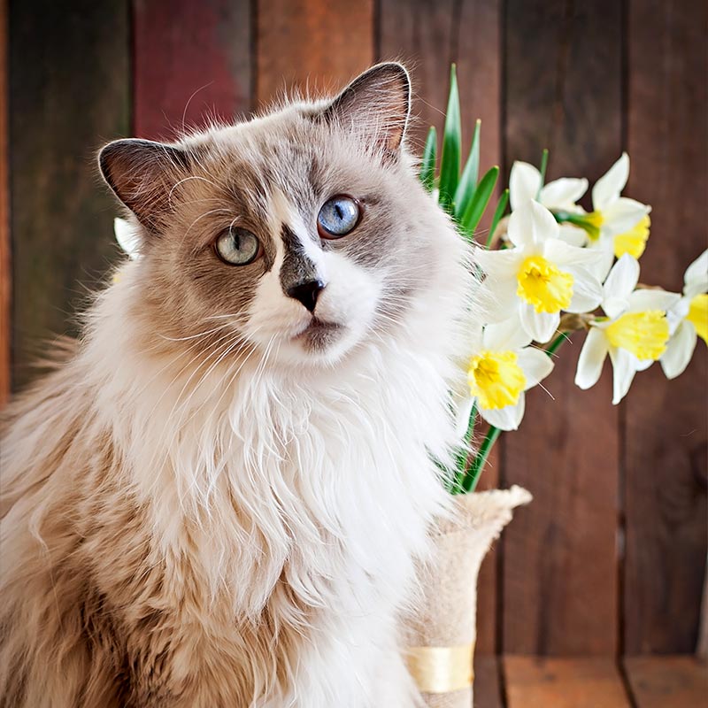 Smiling man with his labrador.